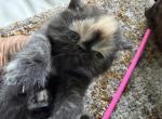 Exotic Tortie Shorthair female - Exotic Kitten For Sale - Altamonte Springs&comma; FL&comma; US
