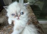 Exotic pointed female shorthair - Exotic Kitten For Sale - 