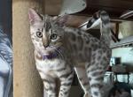 Olivine Purple Collar - Bengal Kitten For Sale - Oklahoma City&comma; OK&comma; US