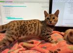 Olivine Purple Collar - Bengal Kitten For Sale - Oklahoma City&comma; OK&comma; US