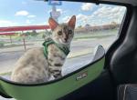 Malachite Green Collar - Bengal Kitten For Sale - Oklahoma City&comma; OK&comma; US