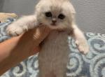 Alci - Scottish Fold Kitten For Sale - Commerce City&comma; CO&comma; US