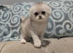 Alci - Scottish Fold Kitten For Sale - Commerce City&comma; CO&comma; US