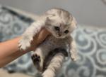 Molly - Scottish Fold Kitten For Sale - Commerce City&comma; CO&comma; US