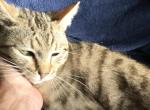 Benny - Highlander Kitten For Sale - Phila&comma; PA&comma; US