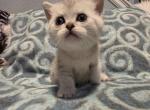 Tom - Scottish Straight Kitten For Sale - 