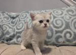Tom - Scottish Straight Kitten For Sale - Commerce City&comma; CO&comma; US