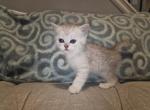 Tom - Scottish Straight Kitten For Sale - 