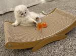 Susu - Scottish Fold Kitten For Adoption - Apex&comma; NC&comma; US