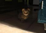 S Bengal Munchkin - Bengal Kitten For Sale - Denver&comma; CO&comma; US