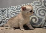 June - Scottish Straight Kitten For Sale - Commerce City&comma; CO&comma; US