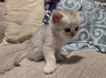 June - Scottish Straight Kitten For Sale - Commerce City&comma; CO&comma; US