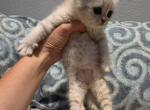 June - Scottish Straight Kitten For Sale - Commerce City&comma; CO&comma; US