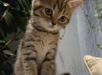 Honey - Scottish Straight Kitten For Sale - Commerce City&comma; CO&comma; US
