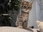 Honey - Scottish Straight Kitten For Sale - Commerce City&comma; CO&comma; US