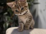 Honey - Scottish Straight Kitten For Sale - Commerce City&comma; CO&comma; US