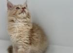 Rome Polydactyl - Maine Coon Kitten For Sale - Elk Grove&comma; CA&comma; US