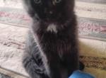 5 MAINE COON SIAMESE - Maine Coon Kitten For Sale - Kingston&comma; NH&comma; US