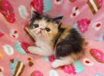 Calico ESH Girl - Exotic Kitten For Sale - Oklahoma City&comma; OK&comma; US