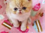 Red Bicolor ESH Boy - Exotic Kitten For Sale - Oklahoma City&comma; OK&comma; US
