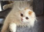 Hugo - Scottish Fold Kitten For Sale - Warwick&comma; NY&comma; US