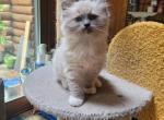 Ollie - Ragdoll Kitten For Sale - Clifton&comma; NJ&comma; US
