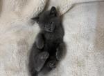 Blue - Russian Blue Kitten For Sale - Battle Ground&comma; WA&comma; US