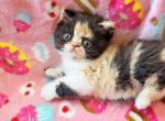 Doll Face Calico ESH - Exotic Kitten For Sale - Oklahoma City&comma; OK&comma; US