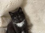 Bella - Domestic Kitten For Sale - 
