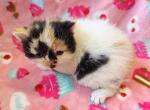 Doll Face Calico Van ESH - Exotic Kitten For Sale - Oklahoma City&comma; OK&comma; US