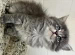 Xena - Maine Coon Kitten For Sale - 