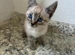 Ash - Siamese Kitten For Sale - West Covina&comma; CA&comma; US