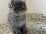 Xenna - Maine Coon Kitten For Sale - 