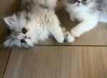 Gray male Persian - Persian Kitten For Sale - Las Vegas&comma; NV&comma; US