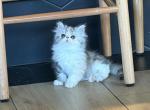 Persian girls tri color - Persian Kitten For Sale - Las Vegas&comma; NV&comma; US