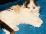 J girl - Scottish Fold Kitten For Sale - Warwick&comma; NY&comma; US