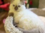 MAYO - Munchkin Kitten For Sale - Elverson&comma; PA&comma; US