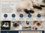 Felix - Ragdoll Cat For Sale - Mount Joy&comma; PA&comma; US