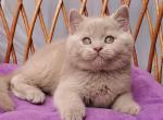 Ulysses - British Shorthair Kitten For Sale - Pembroke Pines&comma; FL&comma; US