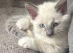 Beachy - Ragdoll Kitten For Sale - Torrington&comma; CT&comma; US