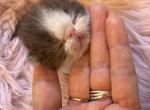 Orio cookie - Exotic Kitten For Sale - 