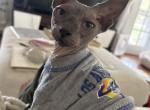 Bruce - Sphynx Cat For Sale - Shelby&comma; NC&comma; US