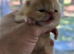 Cheeto - Exotic Kitten For Sale - 
