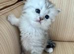 British Longhair Silver Tabby Longhair Female - British Shorthair Kitten For Sale - Orlando&comma; FL&comma; US