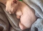 Sphynx - Sphynx Kitten For Sale - W Sacramento&comma; CA&comma; US