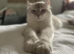 Late Fall Christmas wintertime litter - Highlander Kitten For Sale - Bridgeton&comma; NJ&comma; US