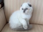 Scottish Fold Color Point Male - Scottish Fold Kitten For Sale - Orlando&comma; FL&comma; US