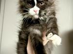 Sienna - Maine Coon Kitten For Sale - OH&comma; US