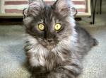 Juliet - Maine Coon Kitten For Sale - OH&comma; US