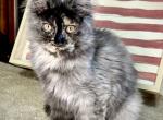 Ember - Maine Coon Kitten For Sale - OH&comma; US